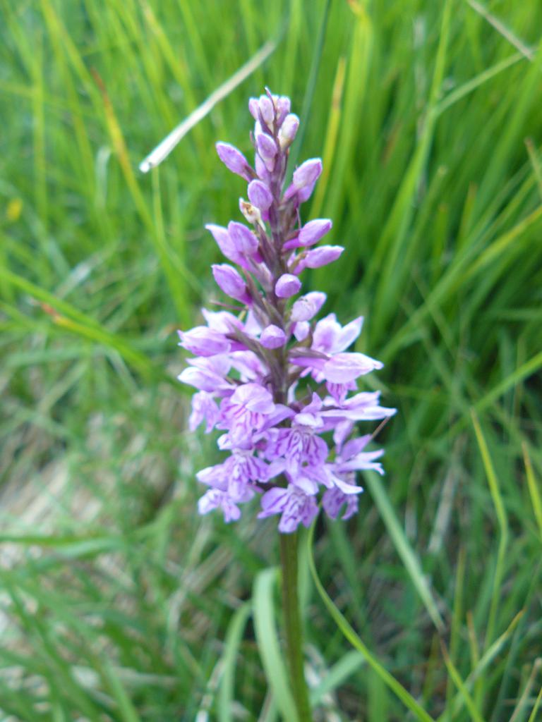 orchidea tridentata?  Dactylorhiza maculata subsp. fuchsii